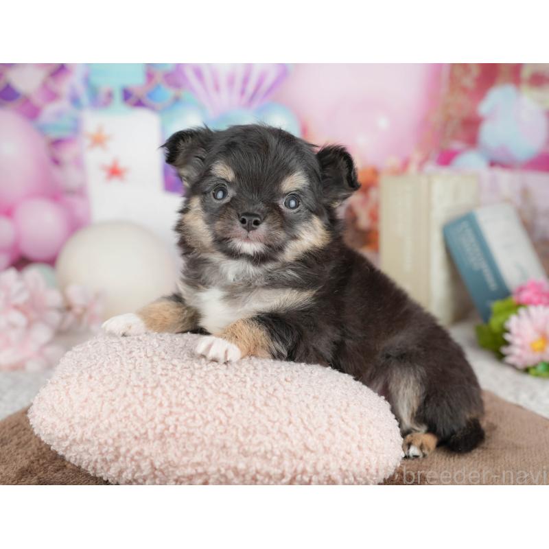 販売中の千葉県のチワワ(ロングコート)-451271の5枚目