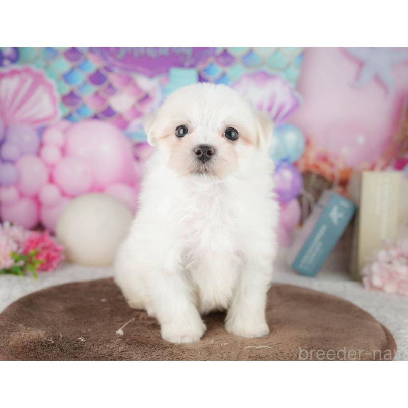 販売中の千葉県のマルチーズ-451267