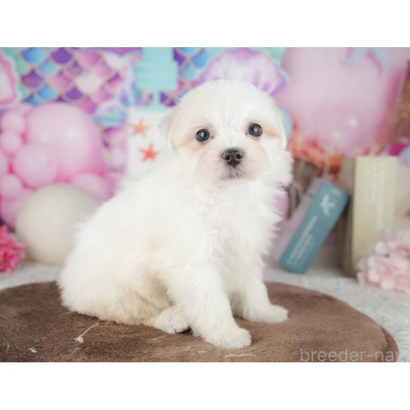 販売中の千葉県のマルチーズ-451267の11枚目