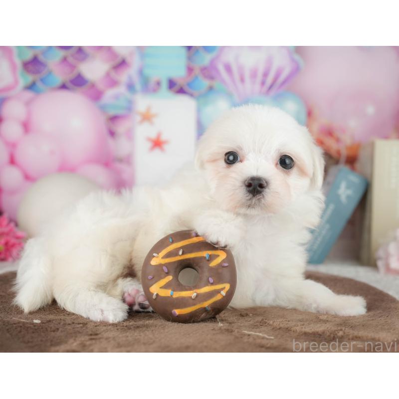 販売中の千葉県のマルチーズ-451267の10枚目