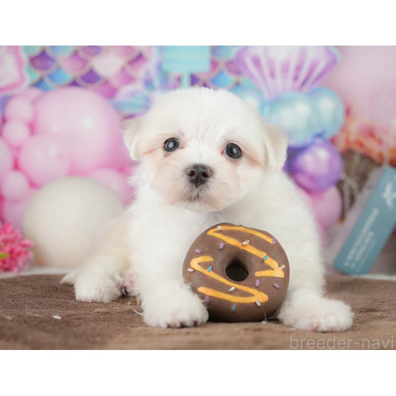 販売中の千葉県のマルチーズ-451267の9枚目