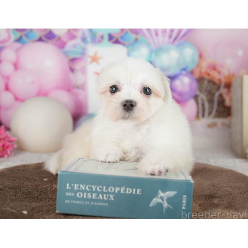 販売中の千葉県のマルチーズ-451267の8枚目