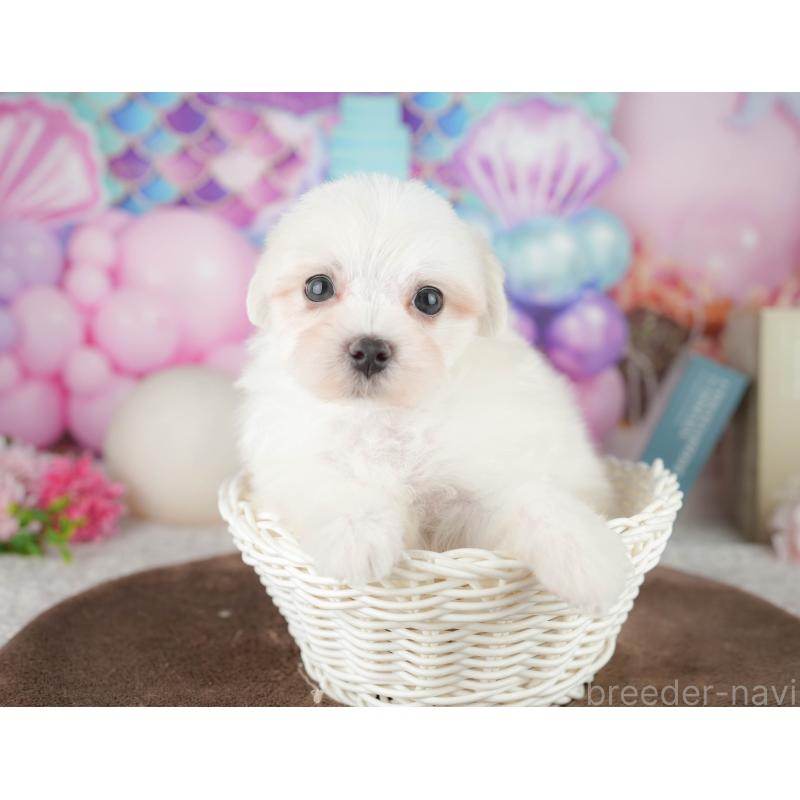 販売中の千葉県のマルチーズ-451267の6枚目