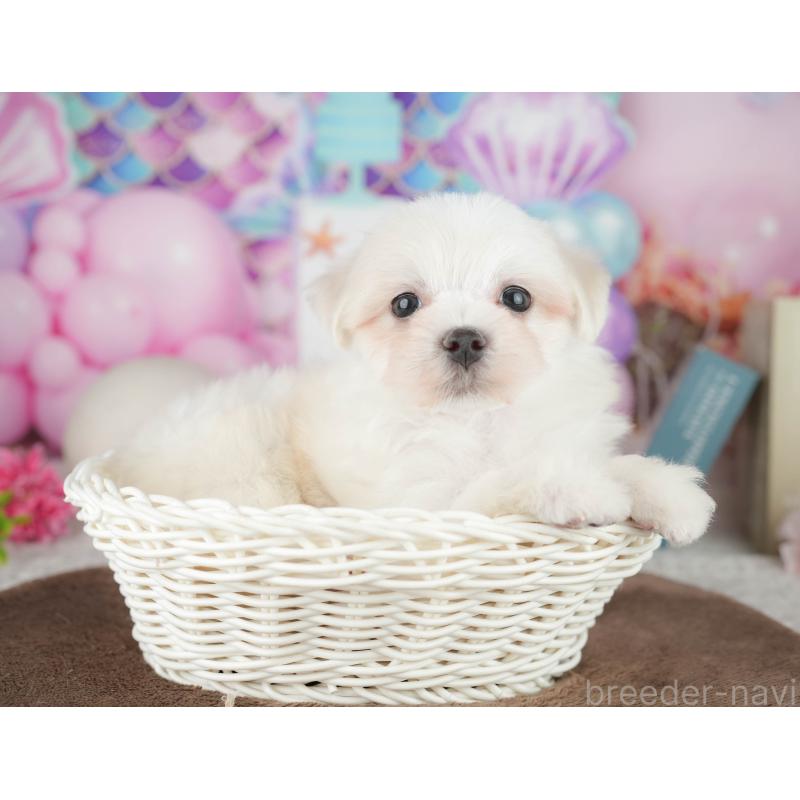 販売中の千葉県のマルチーズ-451267の5枚目