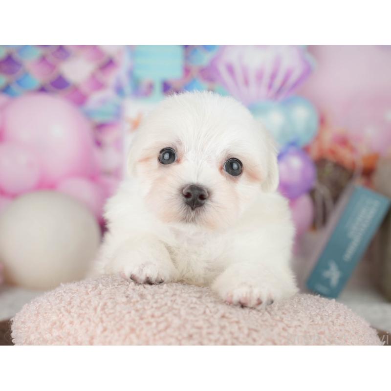 販売中の千葉県のマルチーズ-451267の4枚目