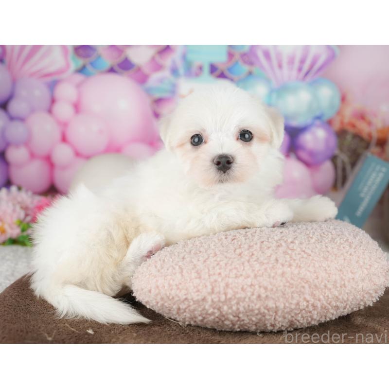 販売中の千葉県のマルチーズ-451267の3枚目