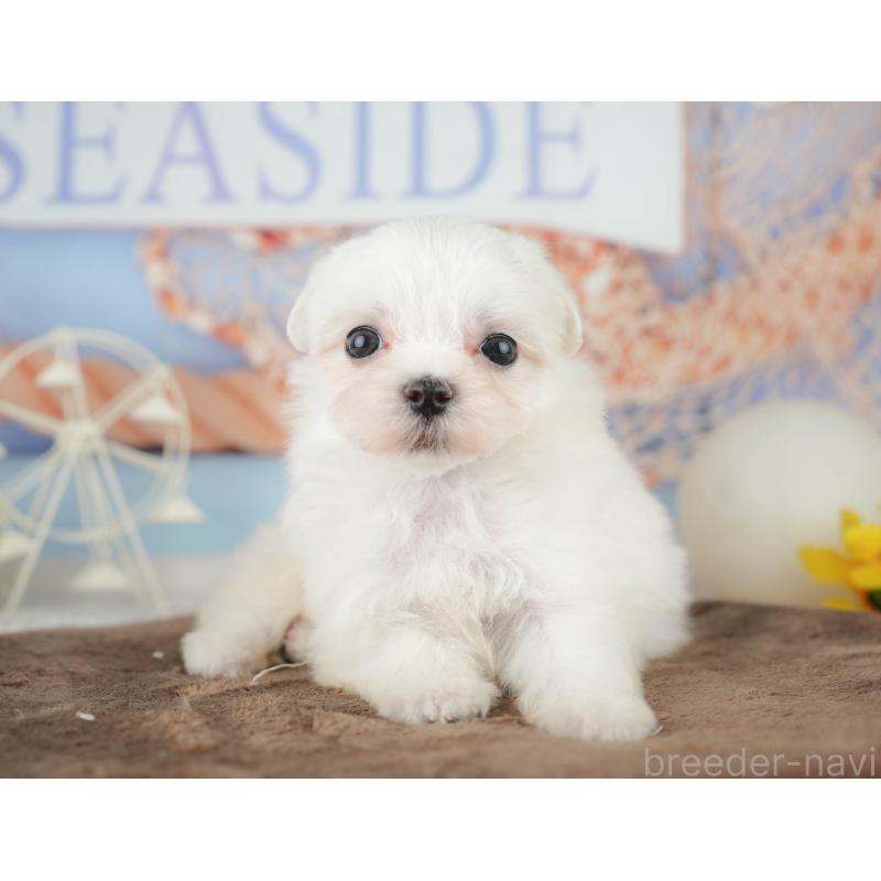 販売中の千葉県のマルチーズ-451266の11枚目