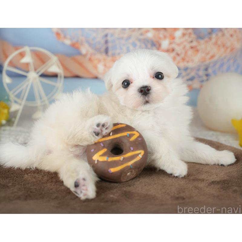販売中の千葉県のマルチーズ-451266の10枚目