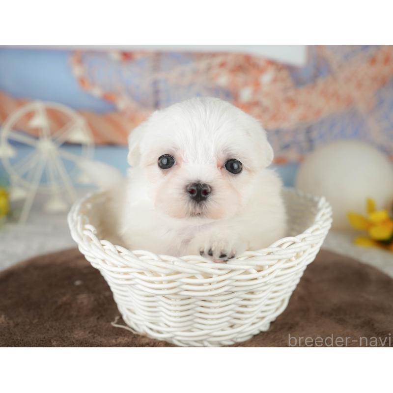 販売中の千葉県のマルチーズ-451266の8枚目