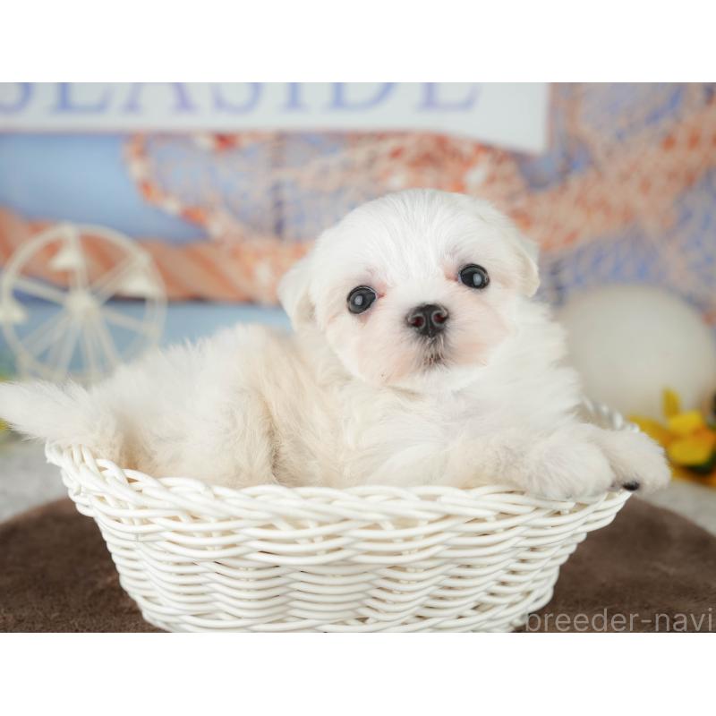 販売中の千葉県のマルチーズ-451266の7枚目