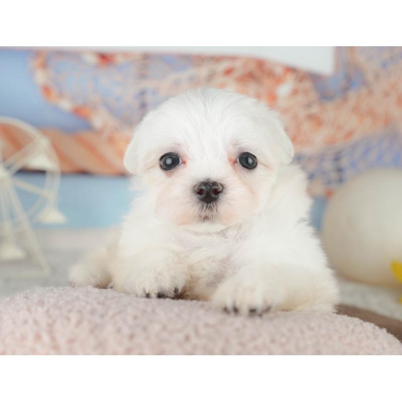 販売中の千葉県のマルチーズ-451266の6枚目