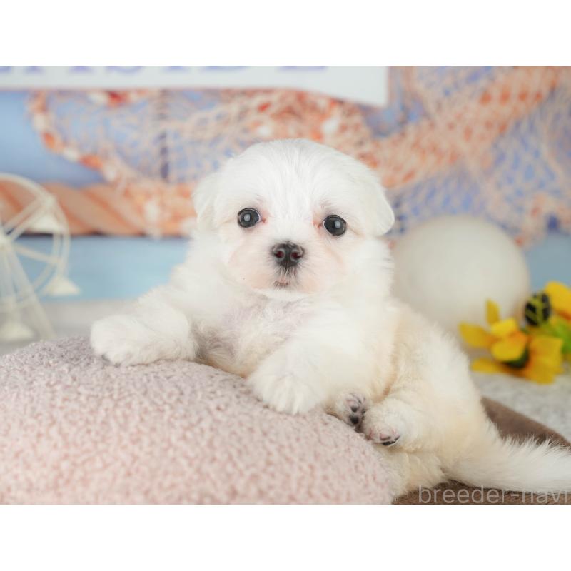 販売中の千葉県のマルチーズ-451266の5枚目