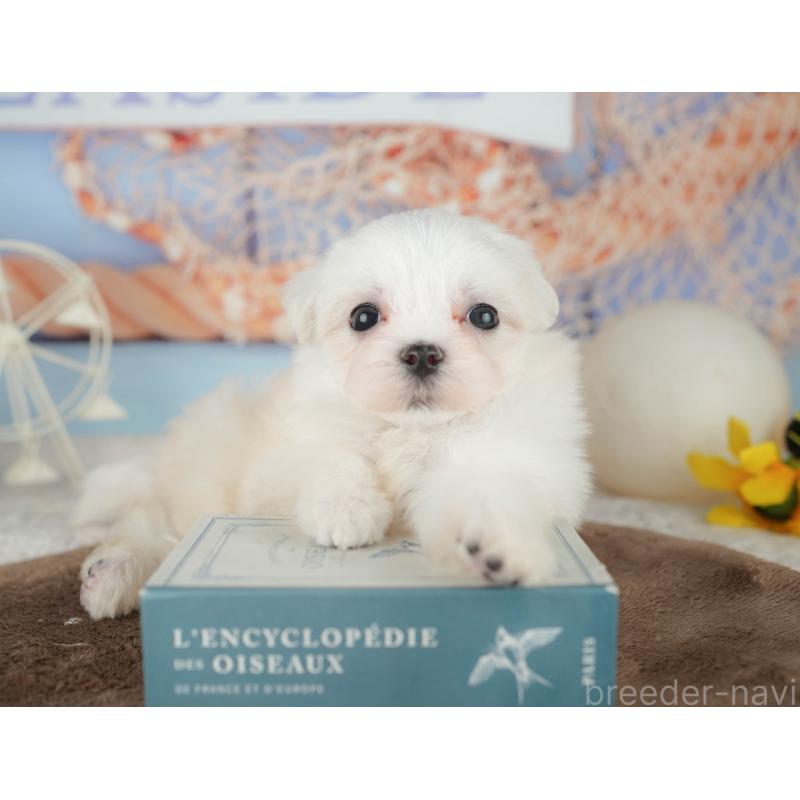 販売中の千葉県のマルチーズ-451266の4枚目