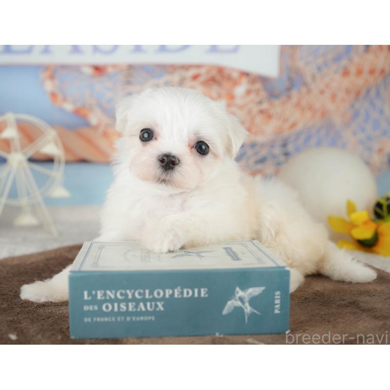 販売中の千葉県のマルチーズ-451266の3枚目