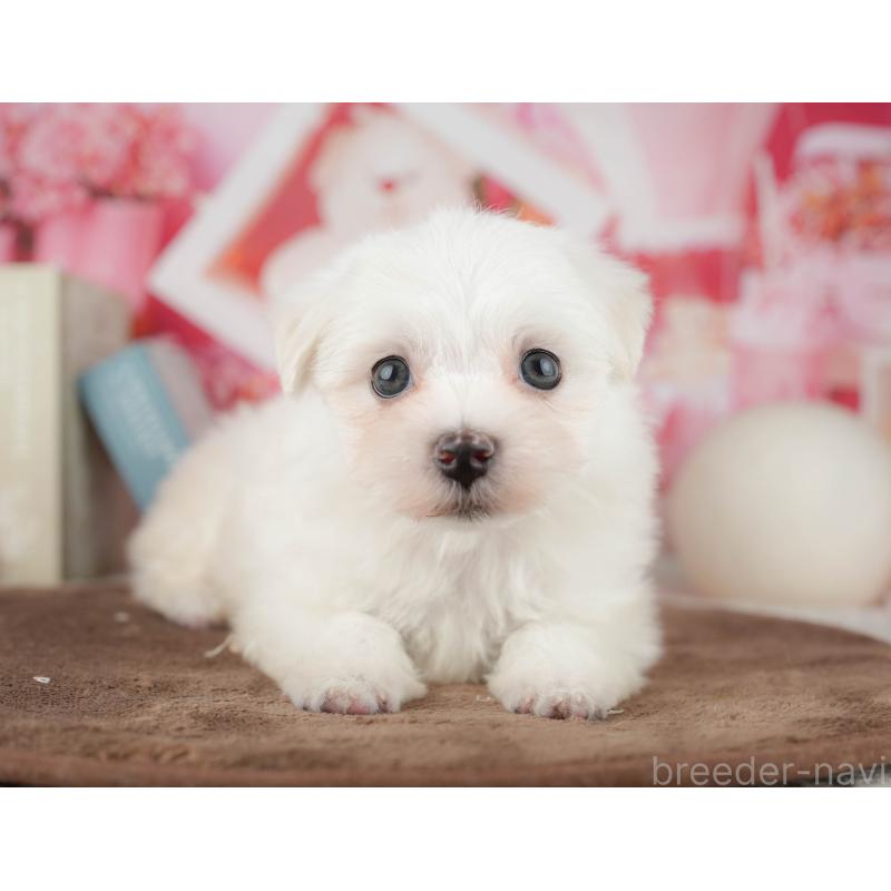 販売中の千葉県のマルチーズ-451265