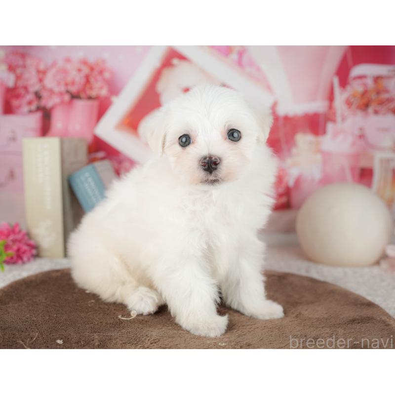 販売中の千葉県のマルチーズ-451265の11枚目