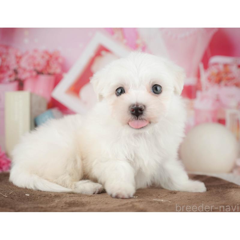 販売中の千葉県のマルチーズ-451265の10枚目