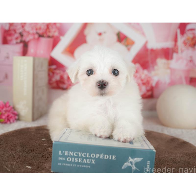 販売中の千葉県のマルチーズ-451265の8枚目