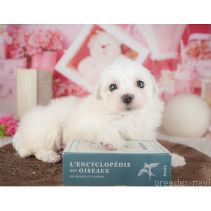 販売中の千葉県のマルチーズ-451265の7枚目