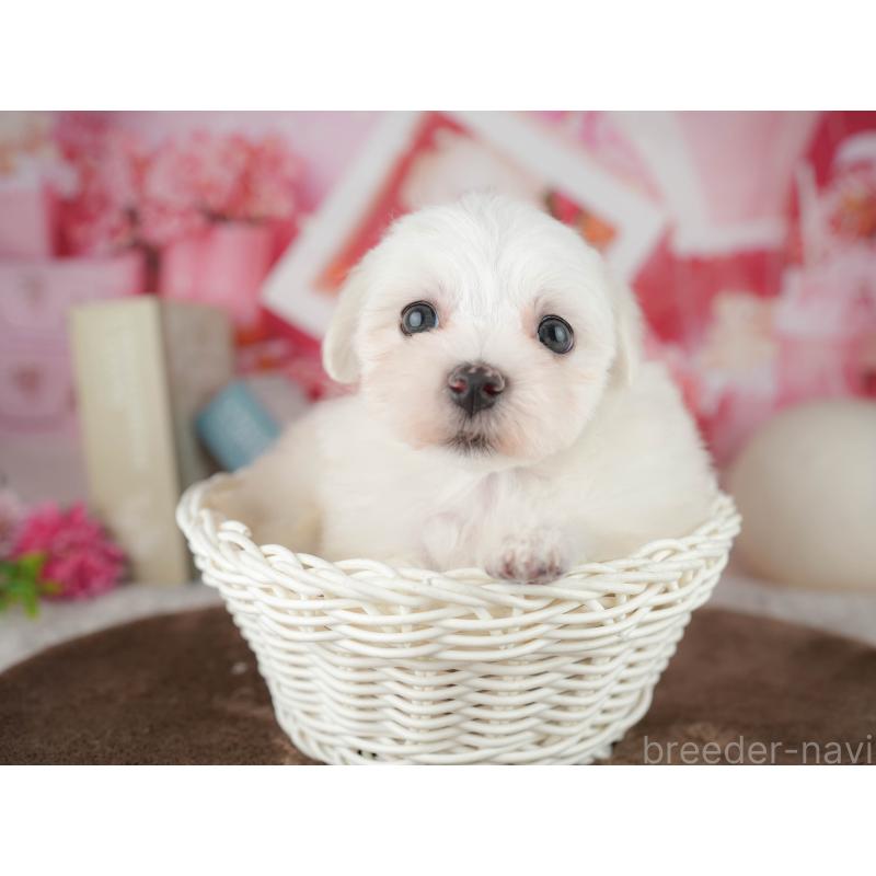 販売中の千葉県のマルチーズ-451265の6枚目