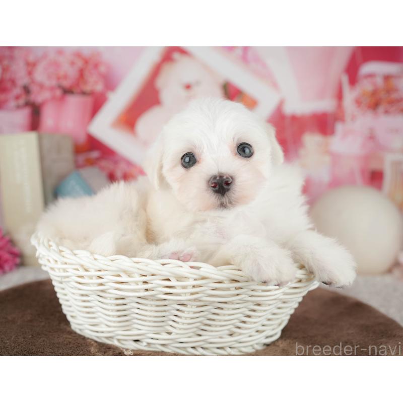 販売中の千葉県のマルチーズ-451265の5枚目