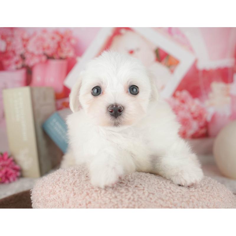 販売中の千葉県のマルチーズ-451265の4枚目