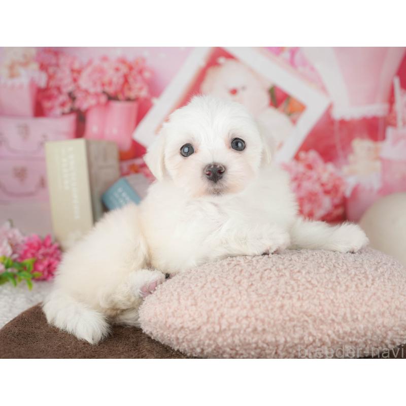 販売中の千葉県のマルチーズ-451265の3枚目