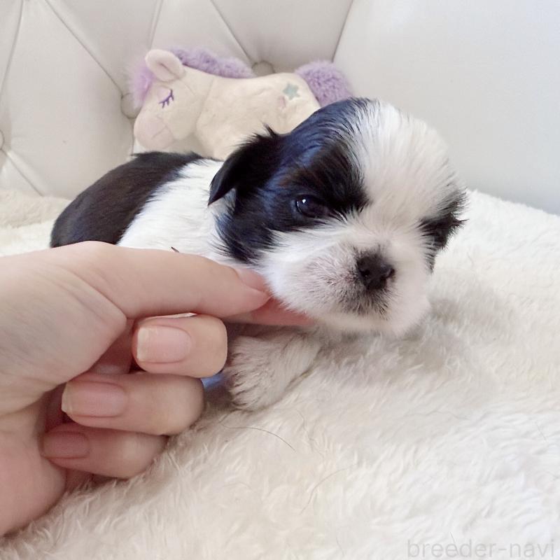 販売中の福岡県のシーズー-451033の8枚目