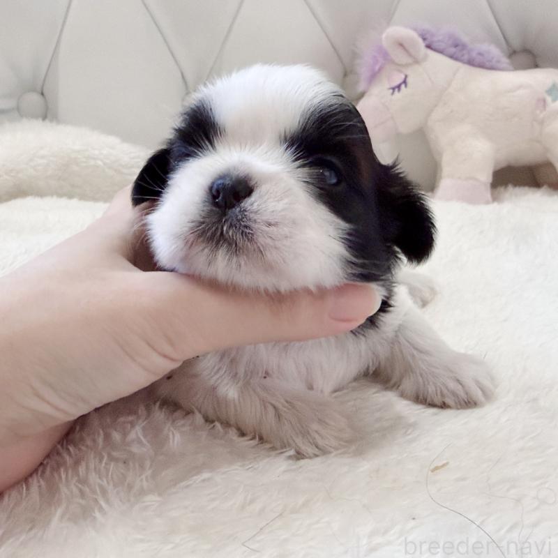 販売中の福岡県のシーズー-451033の7枚目