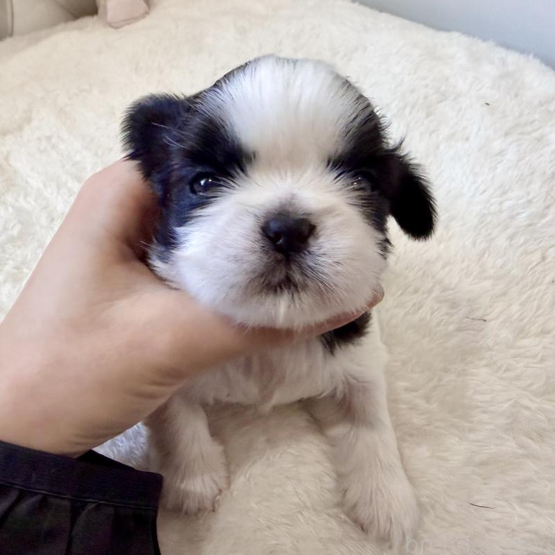 販売中の福岡県のシーズー-451033の5枚目