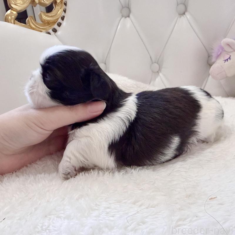 販売中の福岡県のシーズー-451033の4枚目