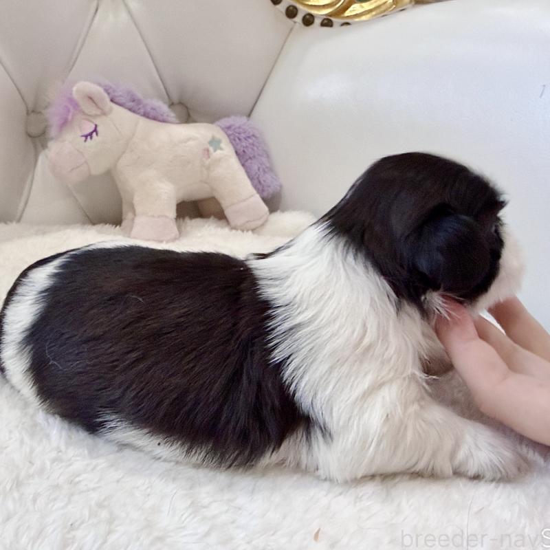 販売中の福岡県のシーズー-451033の3枚目