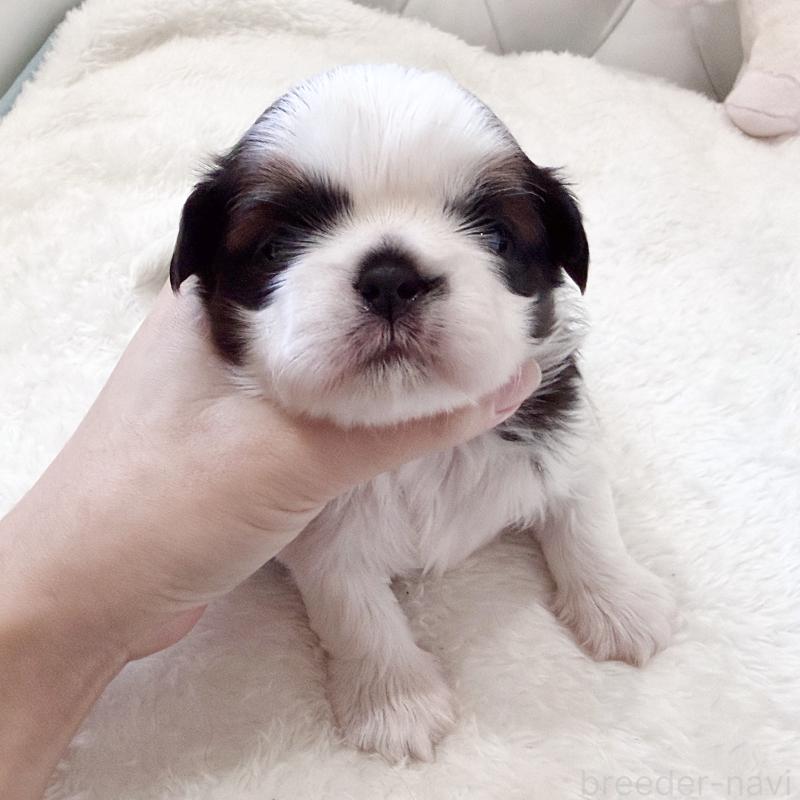 販売中の福岡県のシーズー-451034の9枚目