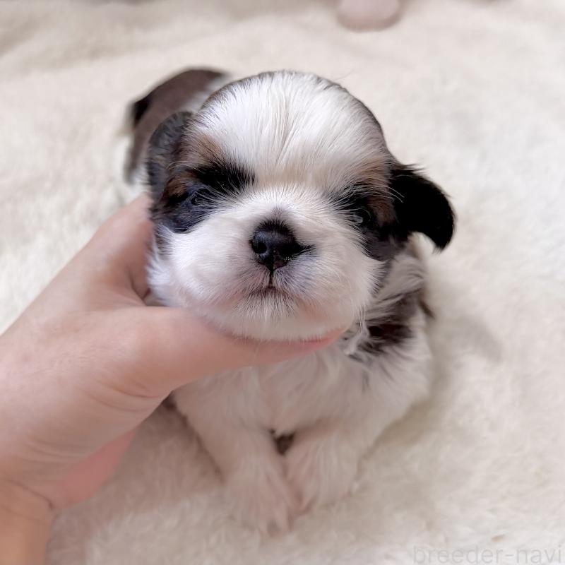 販売中の福岡県のシーズー-451034の6枚目