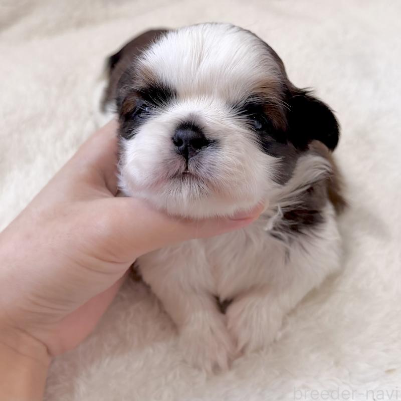 販売中の福岡県のシーズー-451034の5枚目