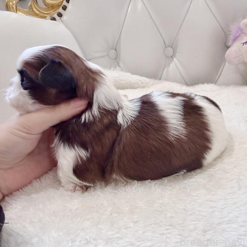 販売中の福岡県のシーズー-451034の4枚目