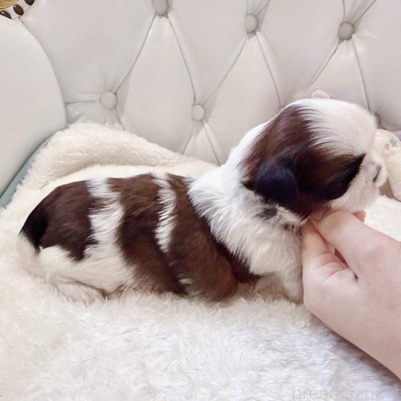 販売中の福岡県のシーズー-451034の3枚目