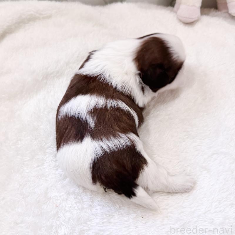 販売中の福岡県のシーズー-451034の2枚目