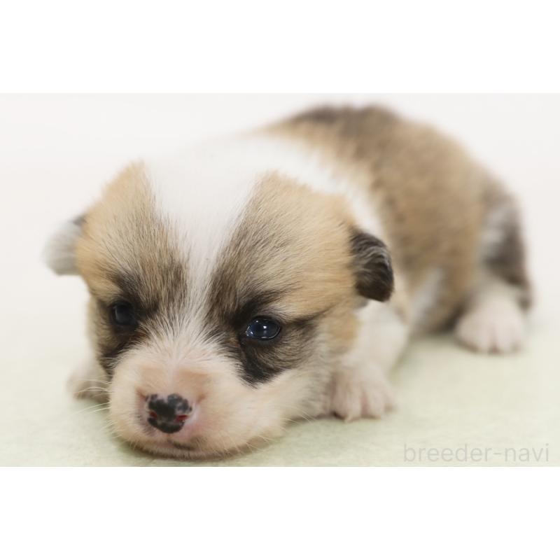 販売中の神奈川県のウェルシュコーギーペンブローク-450391の1枚目