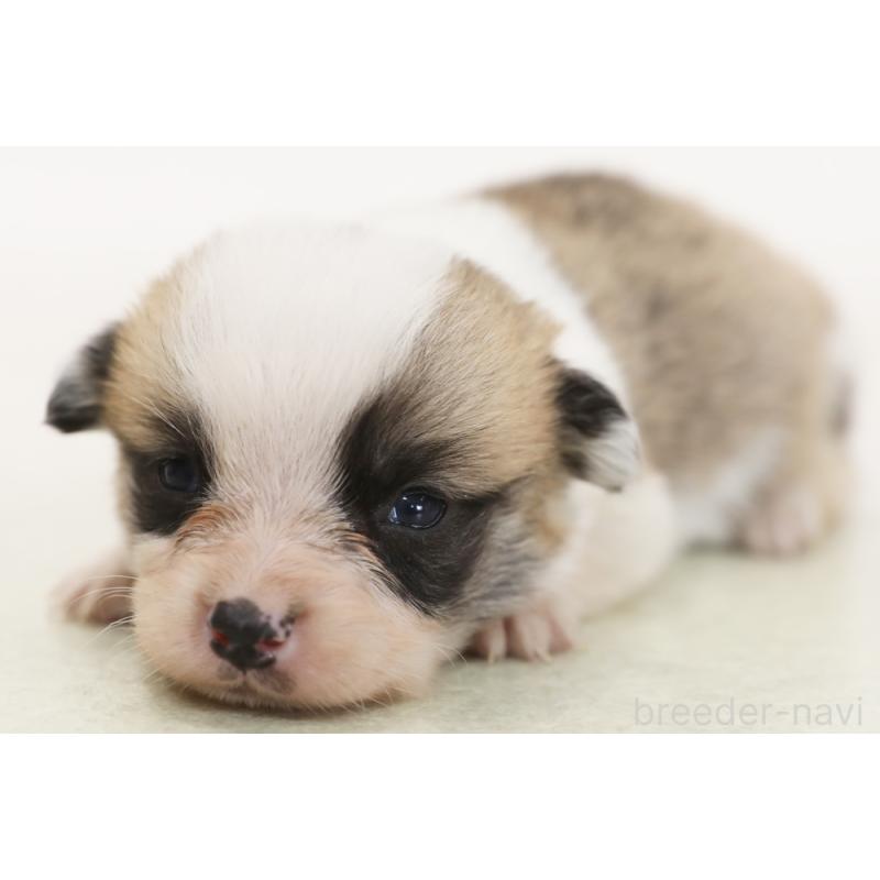 販売中の神奈川県のウェルシュコーギーペンブローク-450392の1枚目