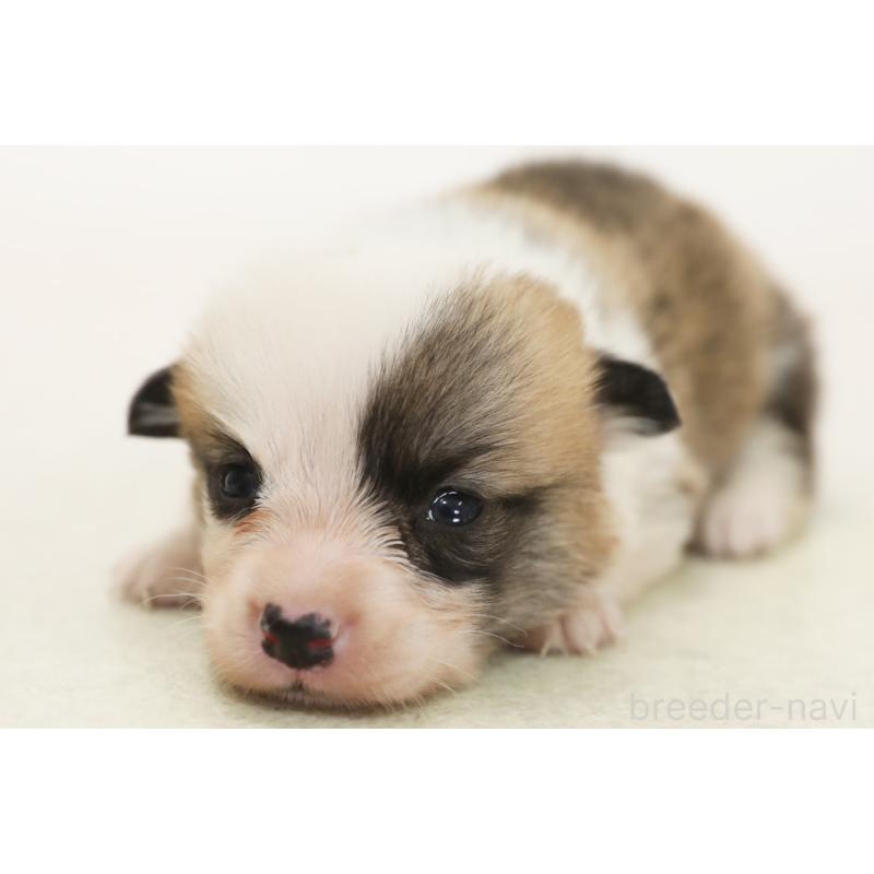 販売中の神奈川県のウェルシュコーギーペンブローク-450393の1枚目