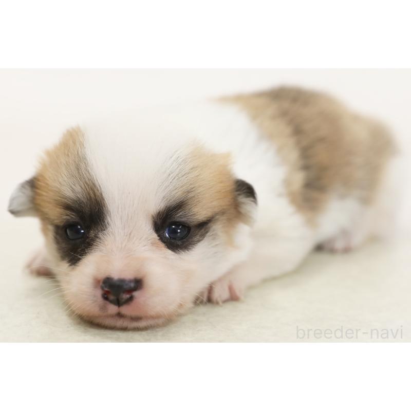 販売中の神奈川県のウェルシュコーギーペンブローク-450394