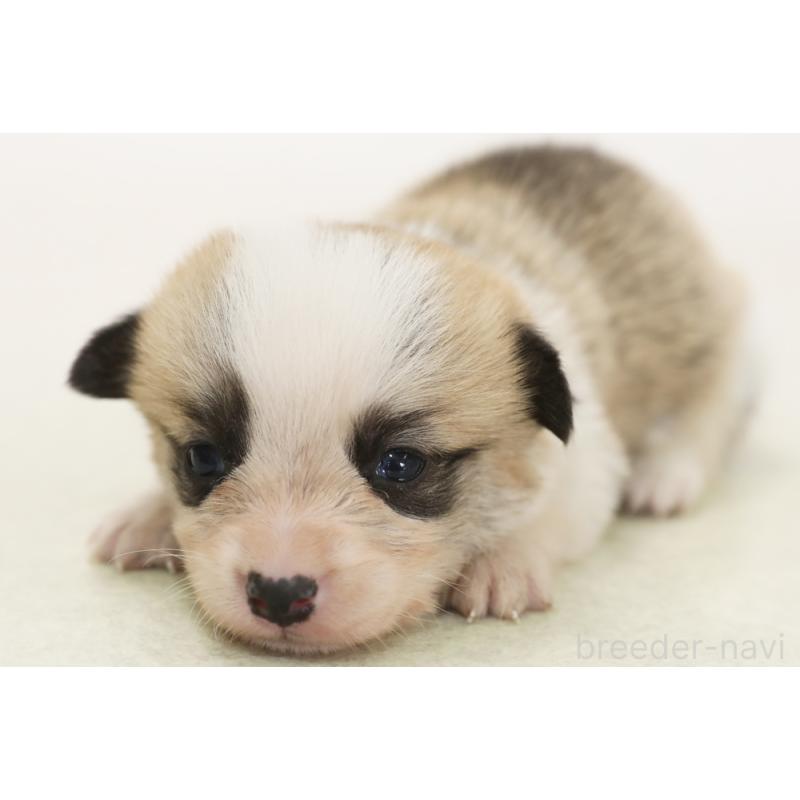 販売中の神奈川県のウェルシュコーギーペンブローク-450395