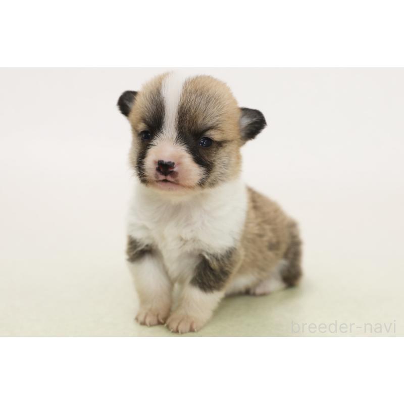 販売中の神奈川県のウェルシュコーギーペンブローク-450396