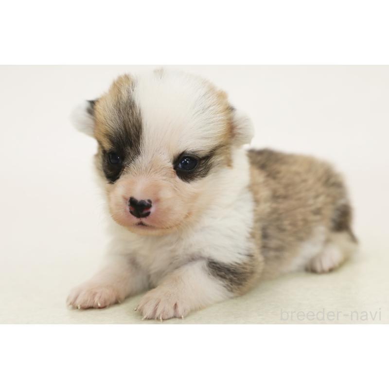 販売中の神奈川県のウェルシュコーギーペンブローク-450397の1枚目