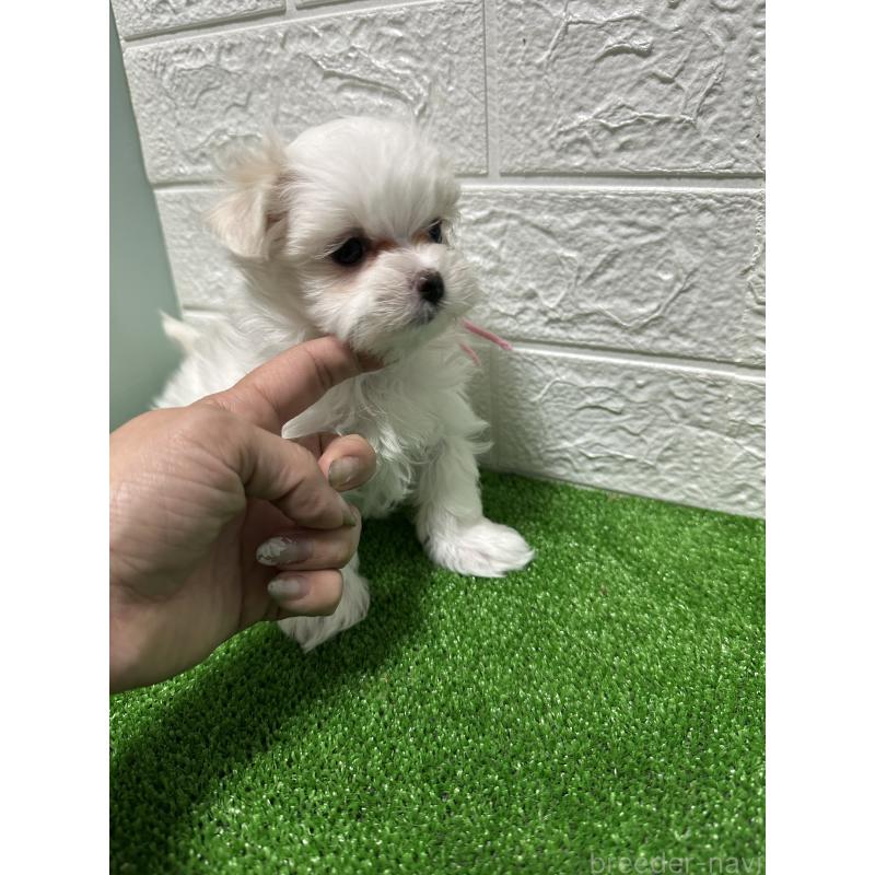 販売中の愛媛県のマルチーズ-451037の4枚目