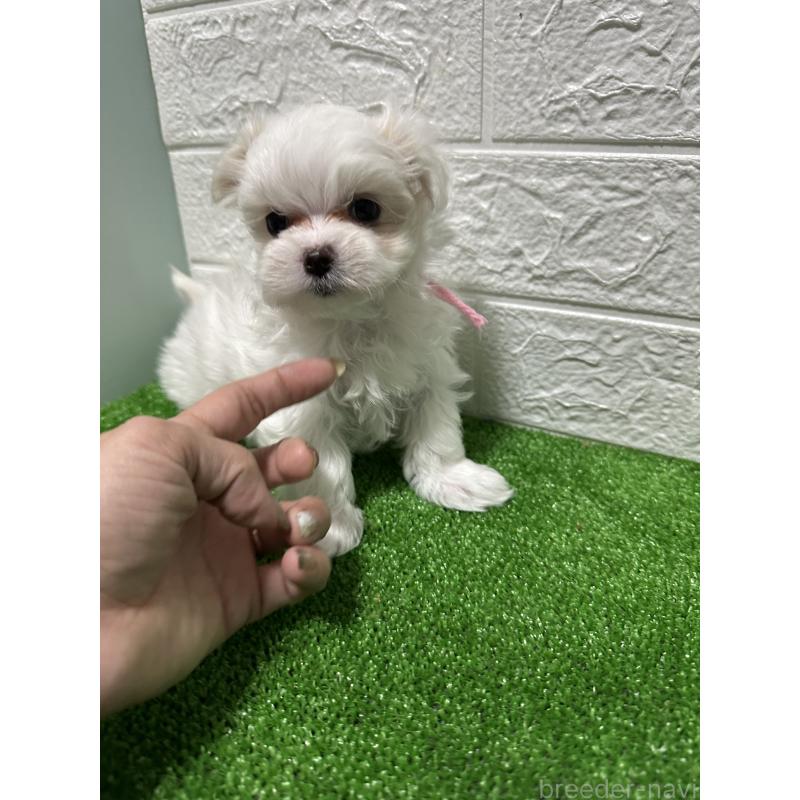 販売中の愛媛県のマルチーズ-451037の3枚目