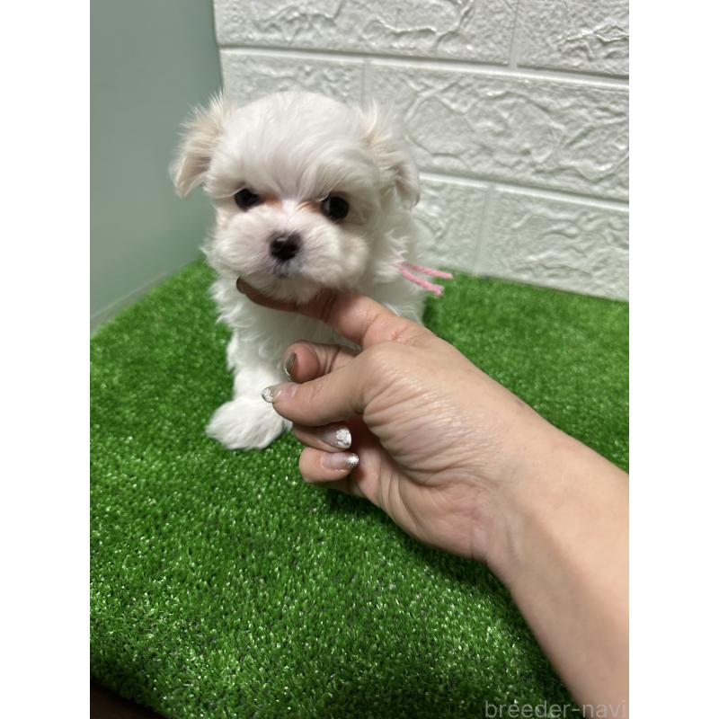 販売中の愛媛県のマルチーズ-451037の2枚目