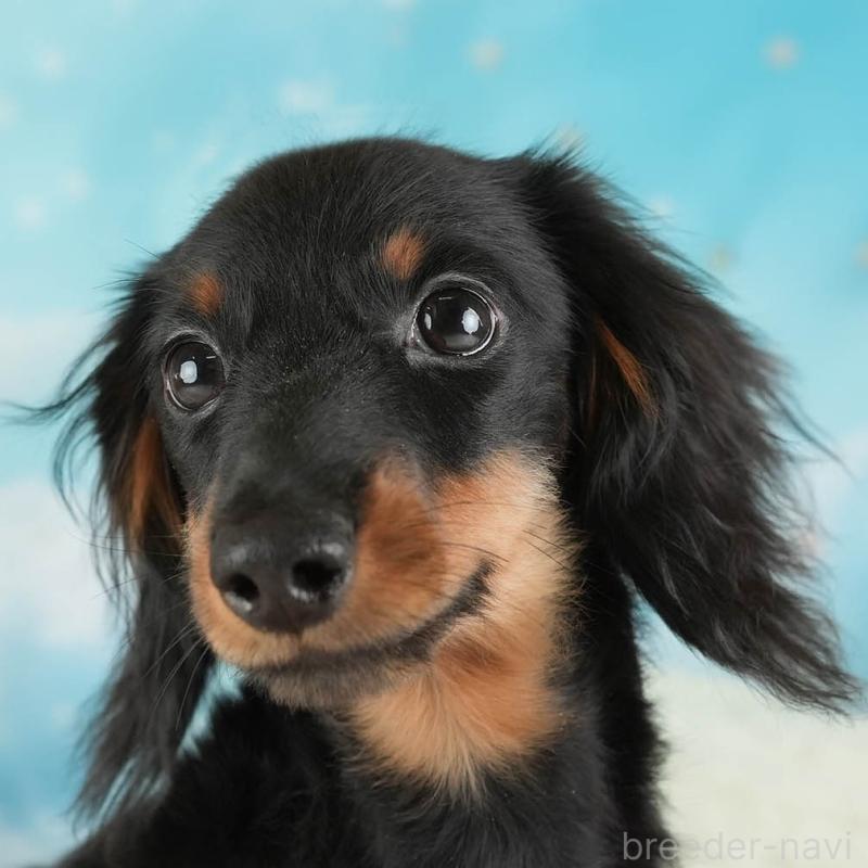 販売中の埼玉県のミニチュアダックスフンド(ロングヘアード)-451121の1枚目