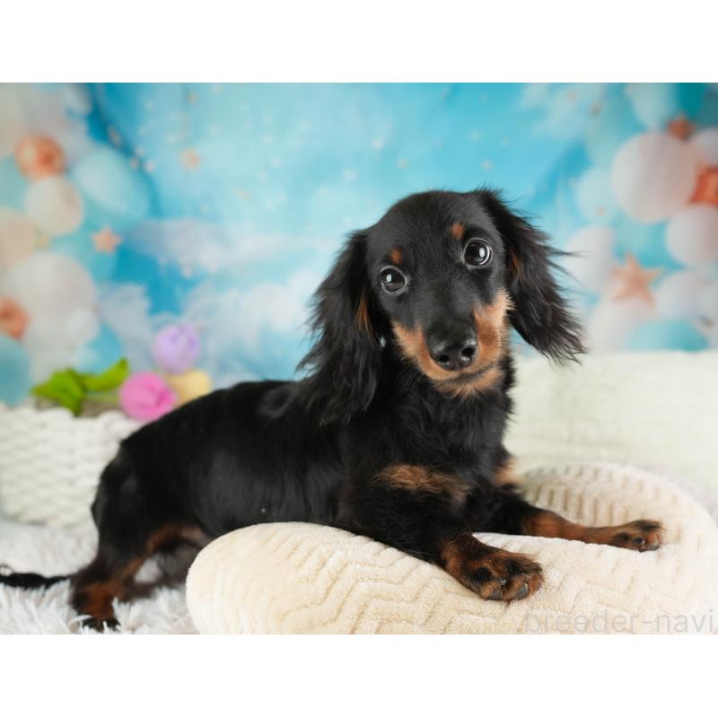 販売中の埼玉県のミニチュアダックスフンド(ロングヘアード)-451121の7枚目